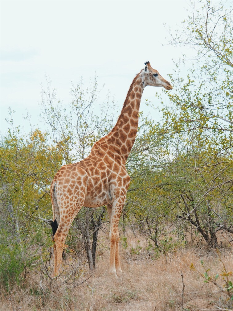 safari no Kruger